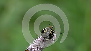 Bee beetle trichius fasciatus takes off from the European bistort Bistorta officinalis flower, slow motion