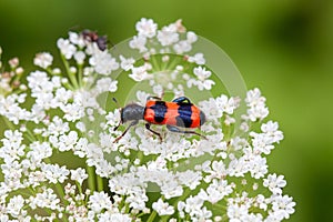 Bee beetle, Trichodes apiaries