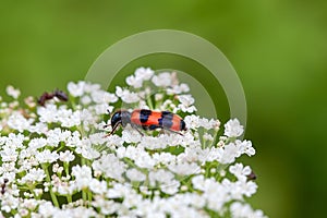 Bee beetle, Trichodes apiaries