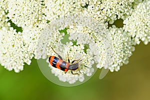 Bee Beetle - Trichodes apiarius