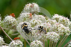 A bee beetles and some other insects on Umbelliferae flowers