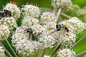 A bee beetles and some other insects on Umbelliferae flowers