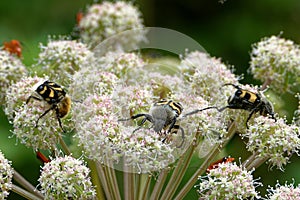 A bee beetles and some other insects on Umbelliferae flowers