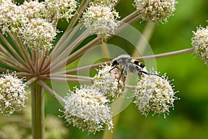 Bee beetles (Tricius fasciatus) on on Umbelliferae flowers