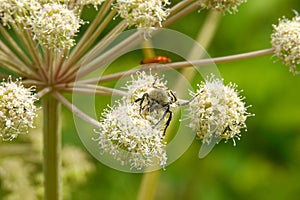 Bee beetles (Tricius fasciatus) on on Umbelliferae flowers