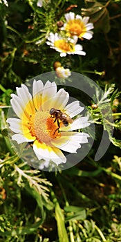 Bee on a bellis perennis flower