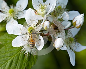 Bee On a Berry Bush Flower