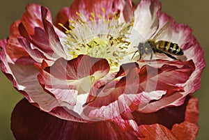 Bee on bicolor poppy