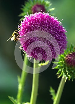 bee on a big purple flower