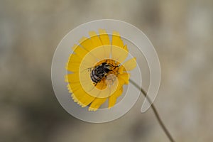 Bee in Bitterweed Bloom
