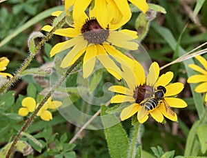 Bee and black eyed susans