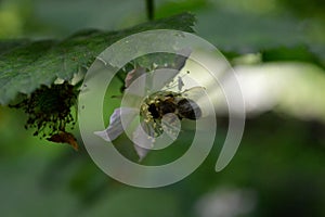 Bee on a blackberry flower