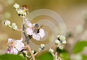 Bee on blackberry flower