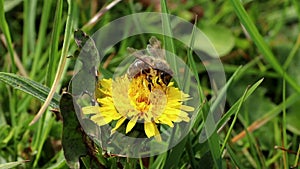 Bee on a bloom of dandelion flower