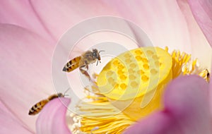 Bee on blooming lotus