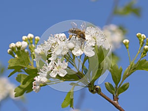 Bee on a blooming spring shrub