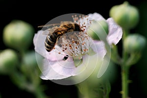 Bee and blossom