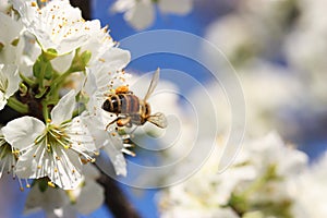 Bee on Blossom