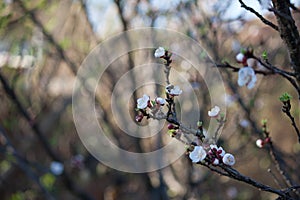 BEE ON BLOSSOM