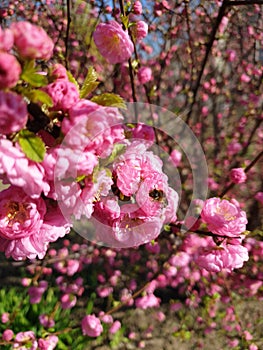 Bee blossom honey cherrytree photo