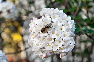 Bee on a blossom in spring