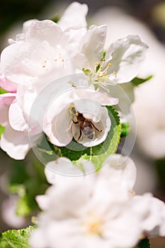 Bee on a blossoming apple tree