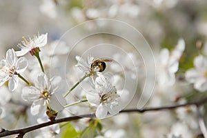 Bee in blossoming cherry tree