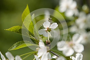 Bee in blossoming cherry tree