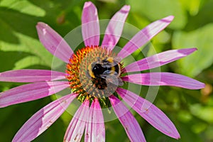 Bee on the blossoming echinacea flowers.