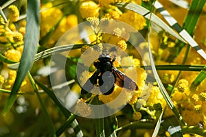 Bee on blossoming mimosa tree Acacia pycnantha, golden wattle close up in spring, bright yellow flowers, coojong, golden wreath