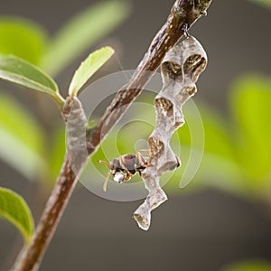 Bee blowing up bubble beside hive