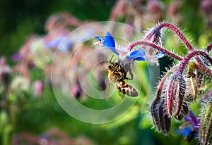 Bee on a blue borage flower