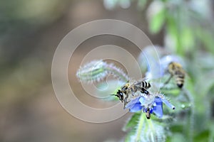 A bee on blue borage flowers in nature with copy space