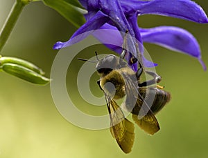 Bee on blue flower