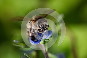 Bee on a blue flower collecting pollen and gathering nectar to p