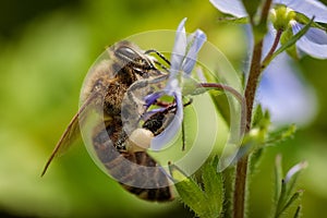 Bee on a blue flower collecting pollen and gathering nectar to p