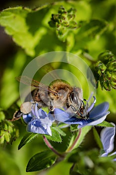 Bee on a blue flower collecting pollen and gathering nectar to p