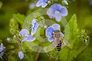 Bee on a blue flower collecting pollen and gathering nectar to p