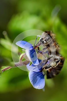 Ape sul blu fiore raccolta polline un assemblaggio nettare sul 