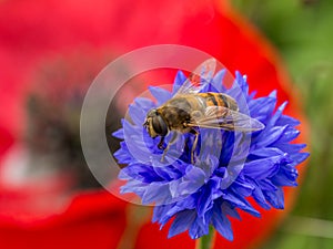 Bee on blue flower with poppy in background