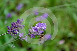 Bee on a blue lavender flower in the garden on a green blurred background. Selective focus. Pollination and flower growing