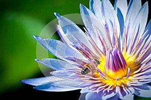 Bee in blue lotus flower