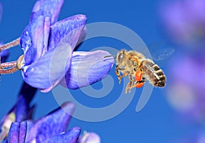 Bee on blue lupine photo