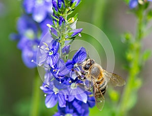 Bee on a blue saga flower blossom