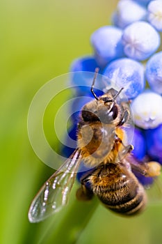 Bee on a blue and white flower