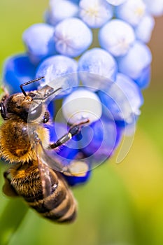 Bee on a blue and white flower