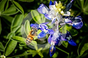 Bee on a Bluebonnet
