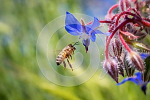 Včela na borák kvetina 