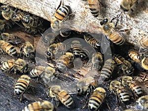 Bee Box and bees