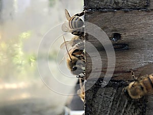 Bee Box and bees